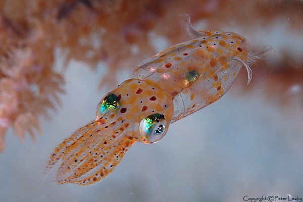 Juvenille Caribbean Reef Squid