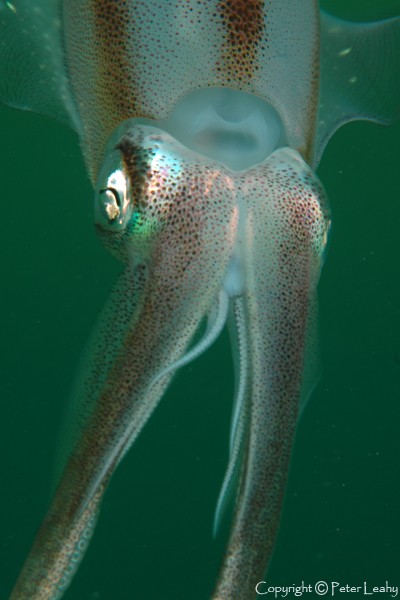 Squid in the Green