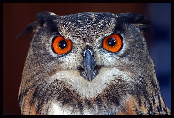What Big Eyes You Have