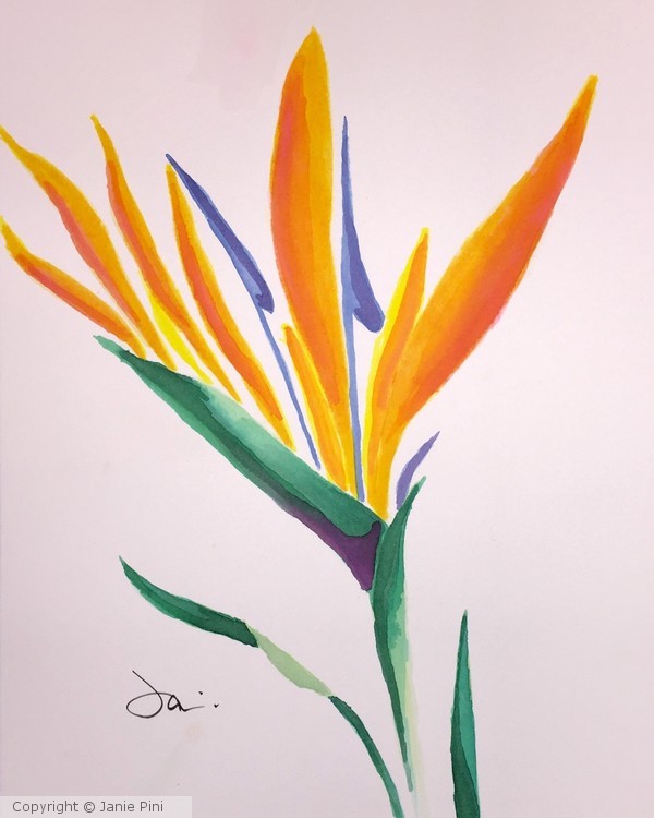 Bird of Paradise 3