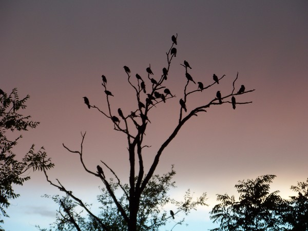 black birds takeing over