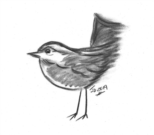 New Bird
