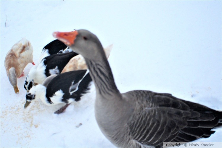 Goose and Ducks 