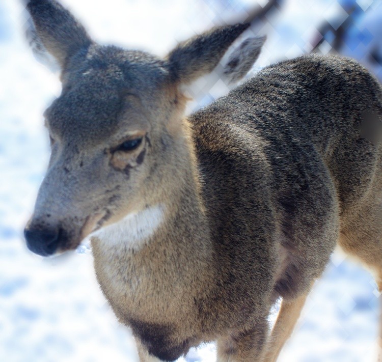 Oh deer