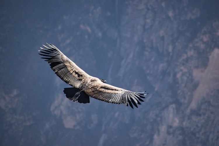 Animals in the Wild 9