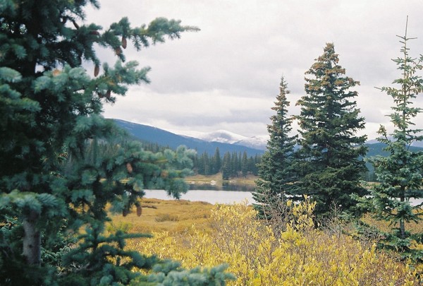 A Walk through the Colorado Forest