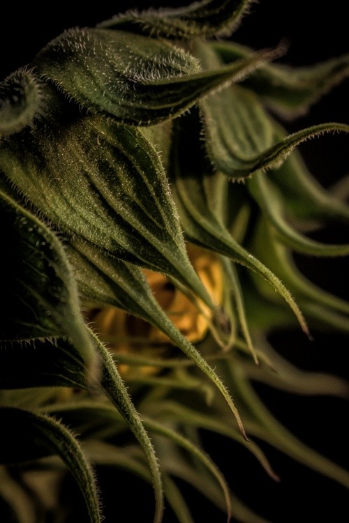 SUNFLOWER OPENING