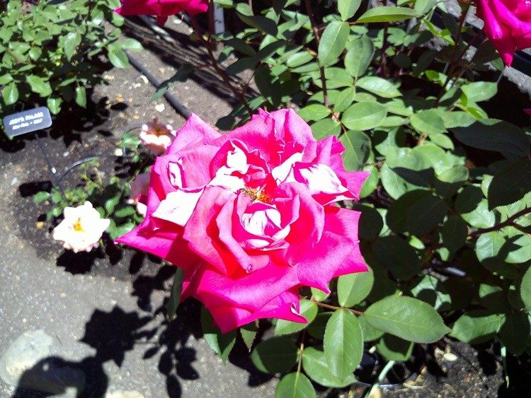 DSCF0060