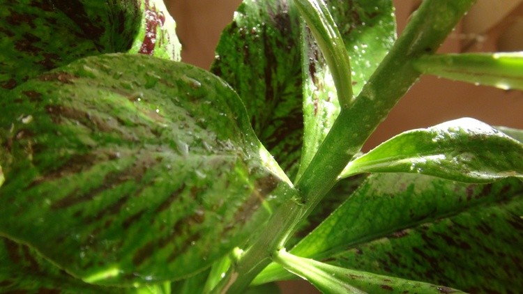 water drops on the leaves