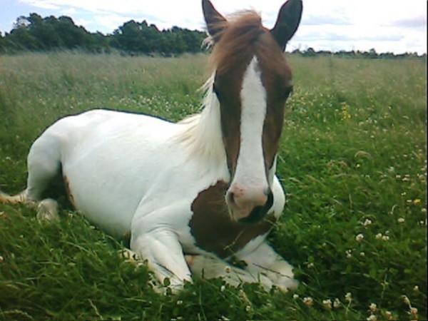Prince