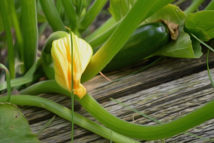 Zucchini