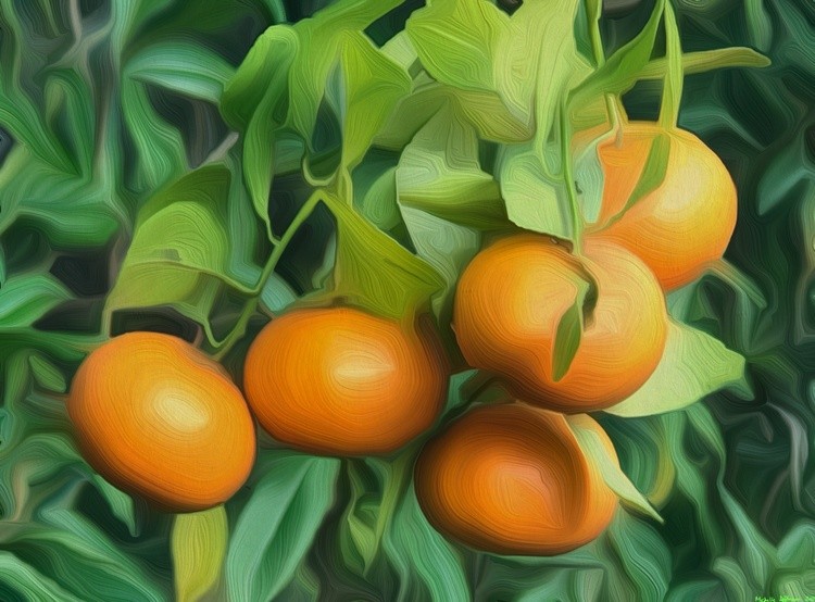 Florida Oranges