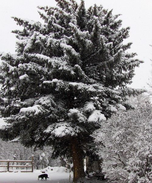 Grandfather Tree 