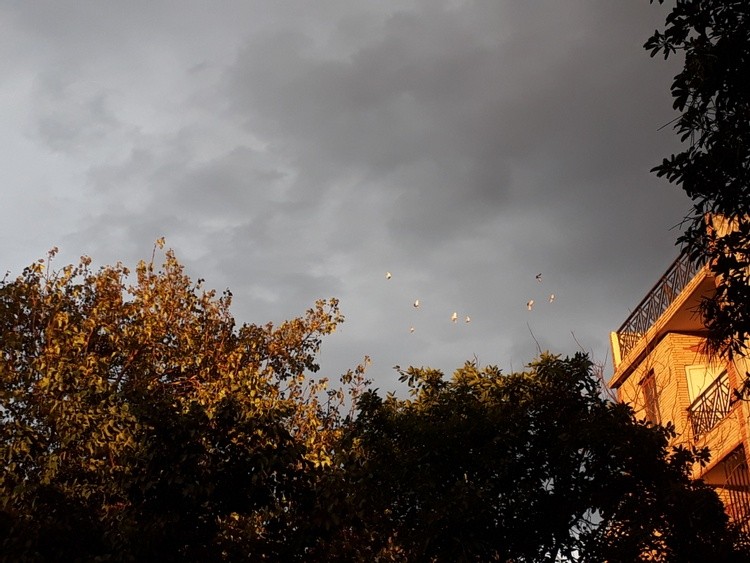 evening beauty with bird flying 