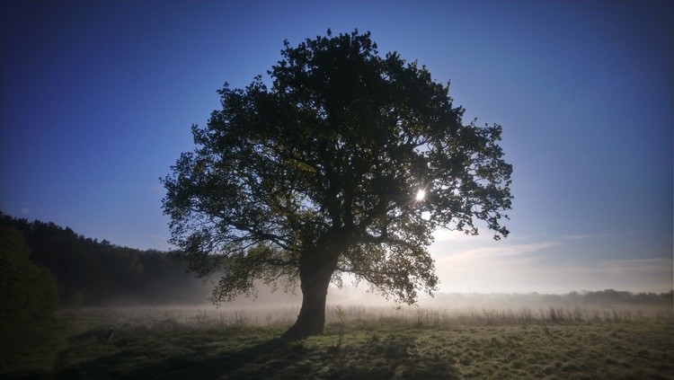 Tree of light