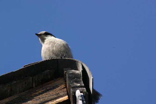 Winter Lookout