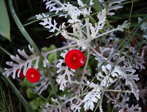 Fleur