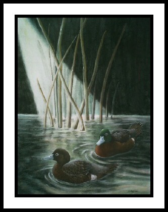 Into the Light/Flightless Brown Teal