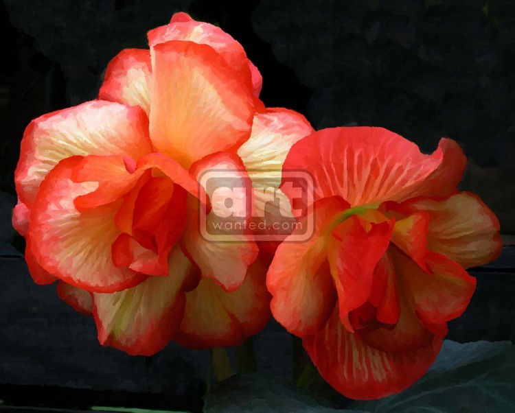Begonias