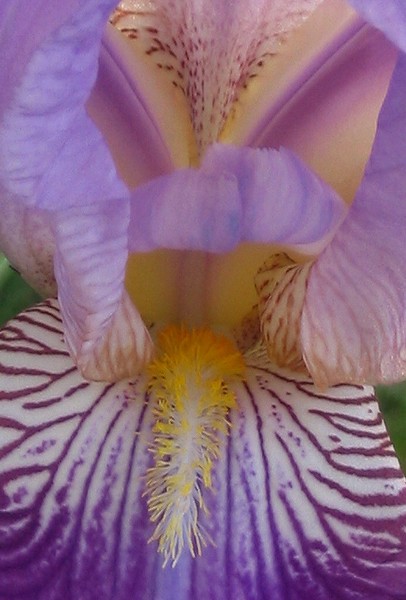 Tongue Of Iris