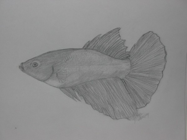 Long Finned Lady