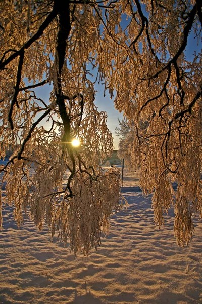Sunshin frost