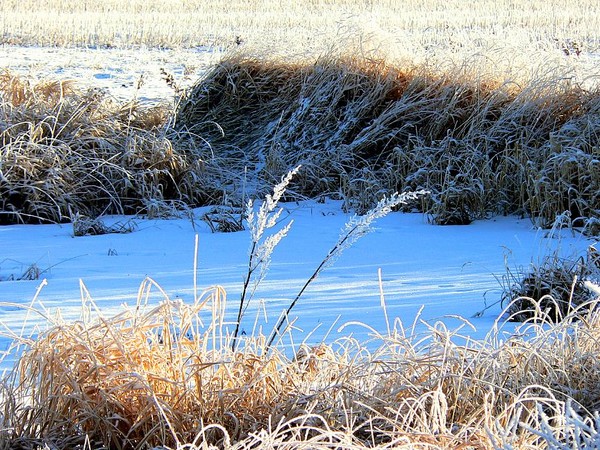 Frosty