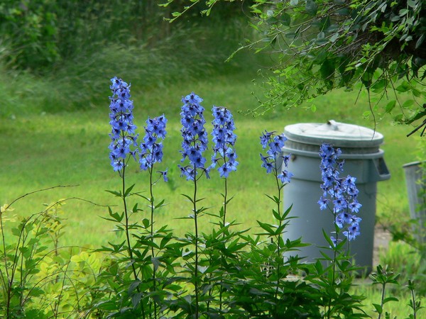 Dephiniums