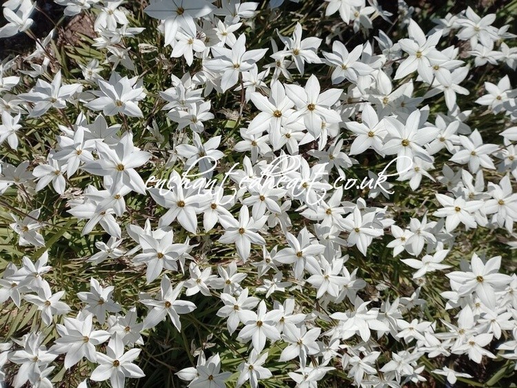 Starflower