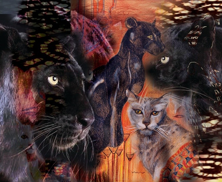 Black leopard