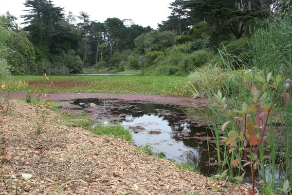 the pond