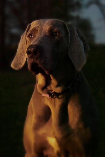 Sophie