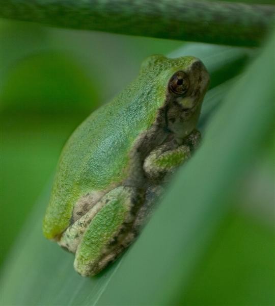 Tree Frog
