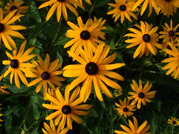 Black Eyed Susans A Plenty