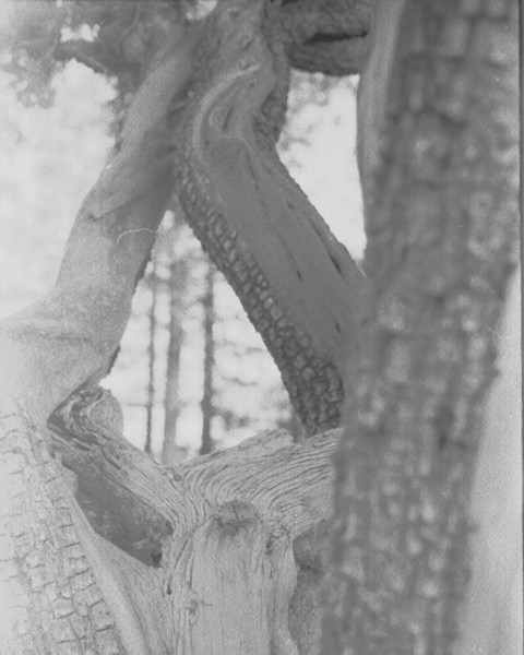 Through the Trees