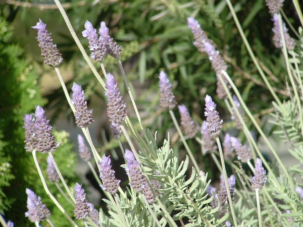 Lavender