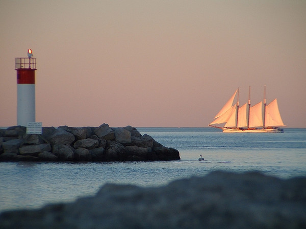 Me and a swan and a Tall ship
