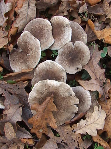 Fungii in the leaves of autumn