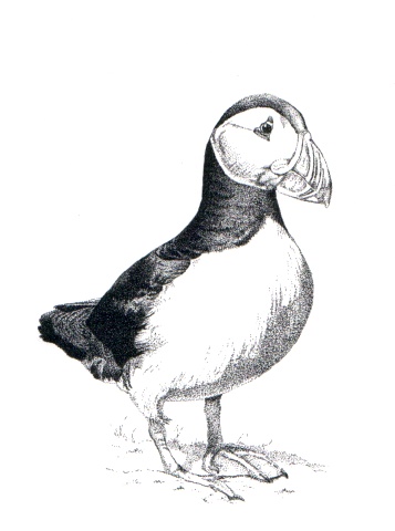 Puffin