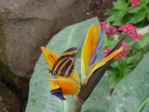 Beautiful colors attract