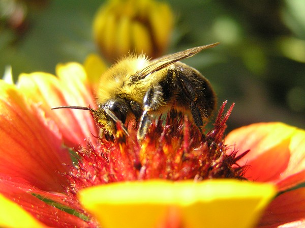 Buzzzz