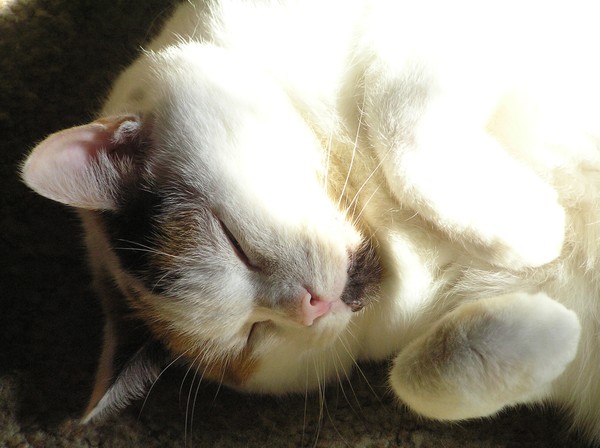 Sleeping Beauty