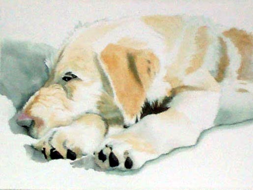 Ginger's Nap Time