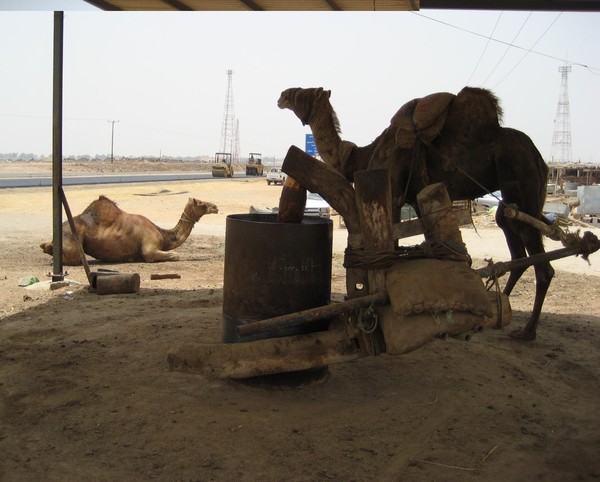 camel rest stop