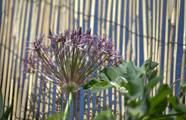 The Pollinators Dream
