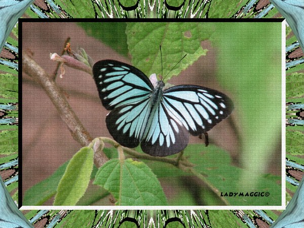 Butterfly Blue