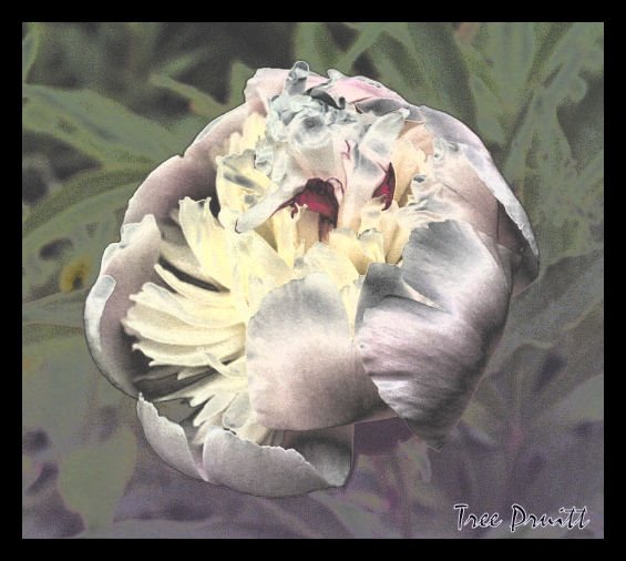 Peony Acid