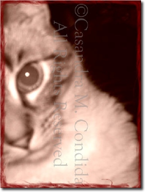 Kitten