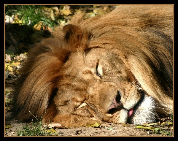 The King Naps