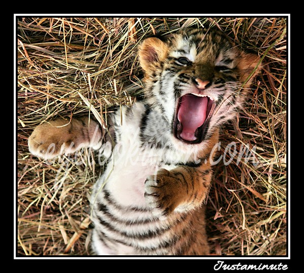 Big Yawn